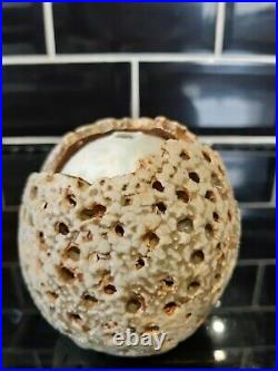 Alan wallwork seed pod vase in excellent condition no damage chips or repairs